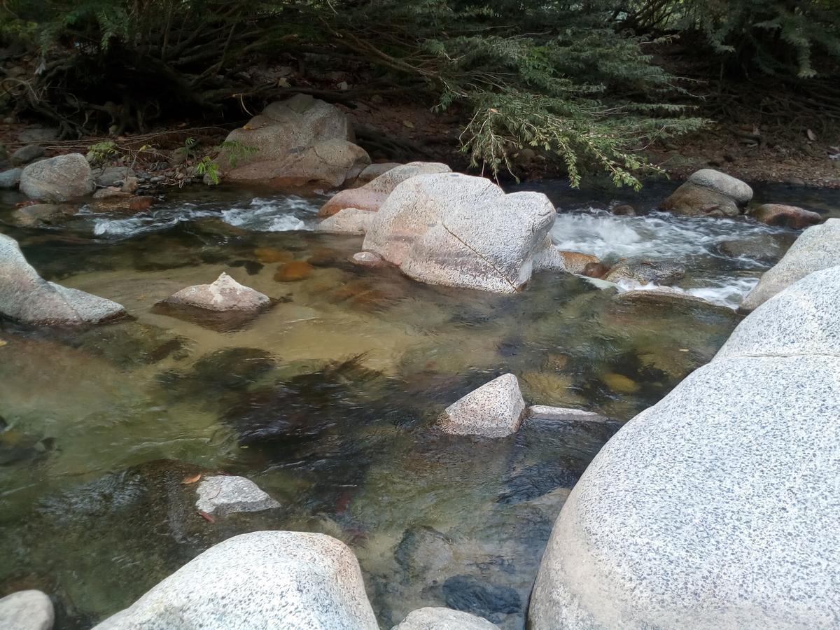 Deep Forest Posadas Ecoturisticas الزينو المظهر الخارجي الصورة